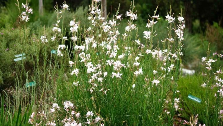 gaura