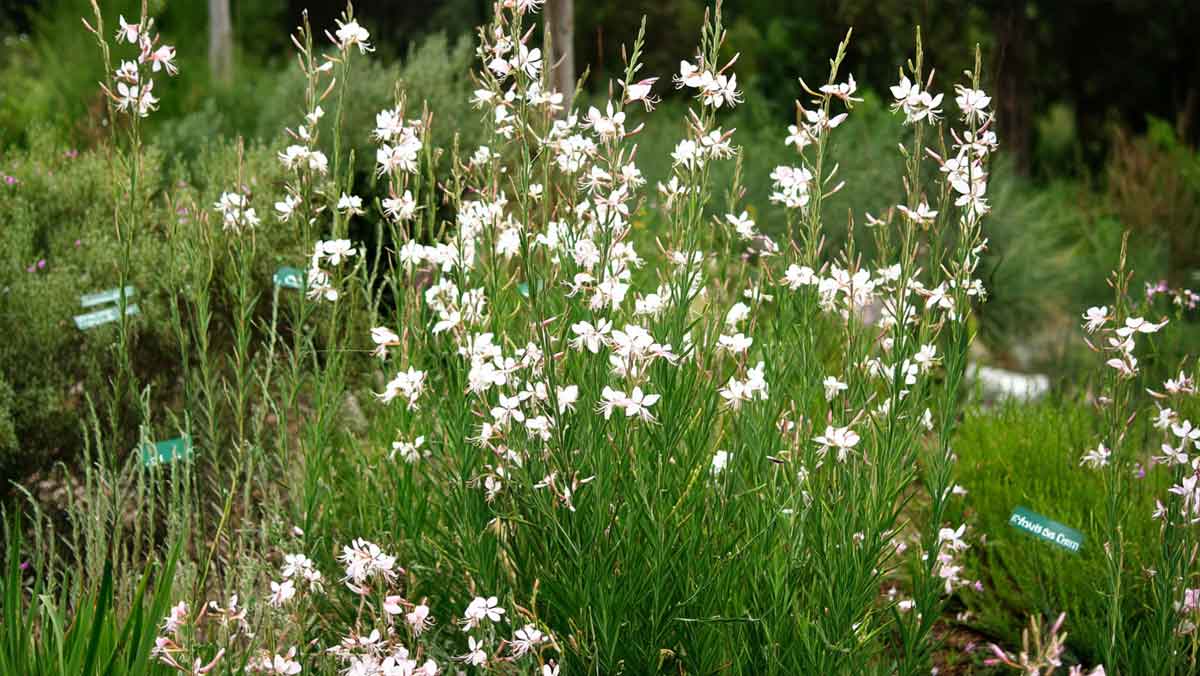 gaura