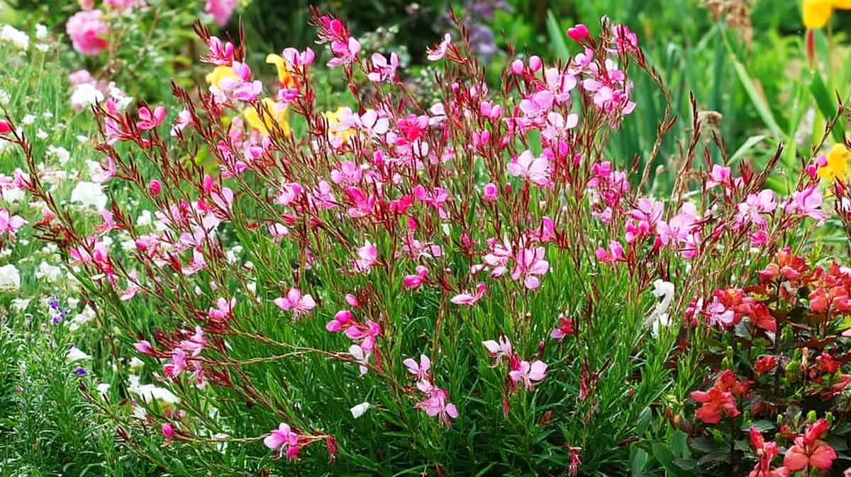 gaura