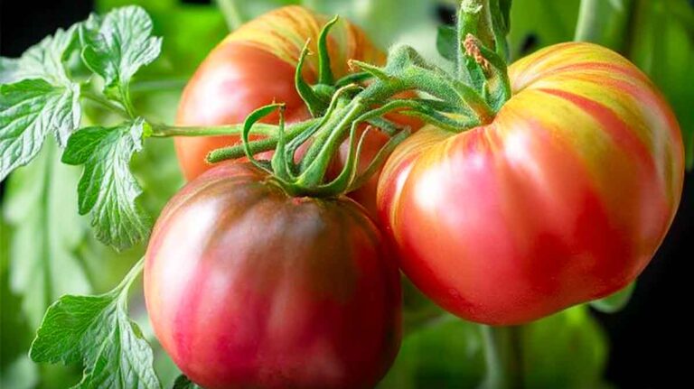 grosses tomates