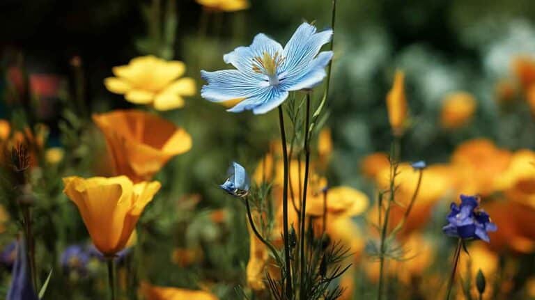 nigelle cosmos dans un jardin