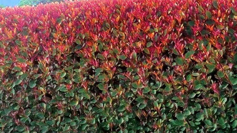 photinia