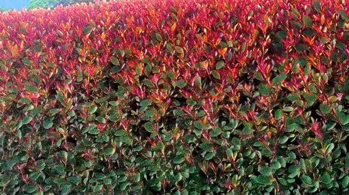 photinia