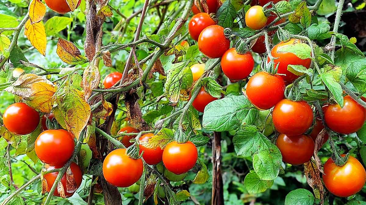 pied de tomates productif
