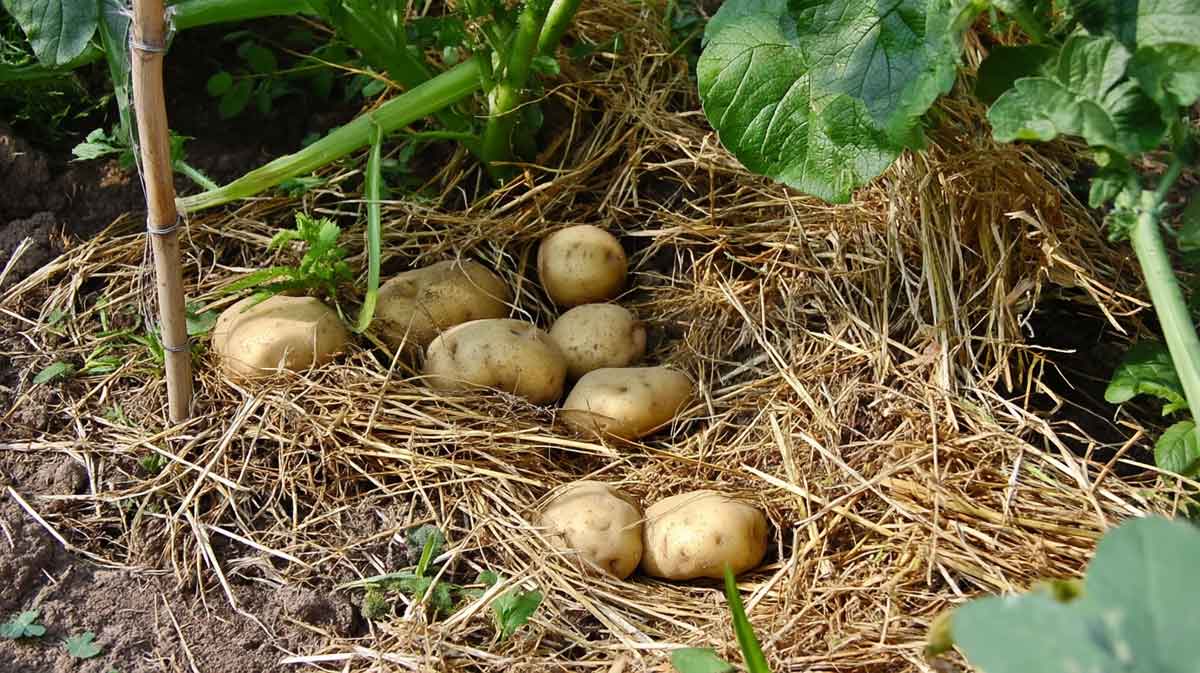 pommes de terre paille