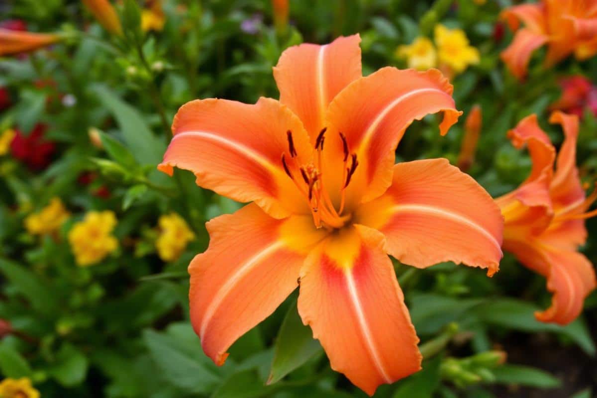 Capucine anti-limaces : la barrière naturelle pour votre jardin