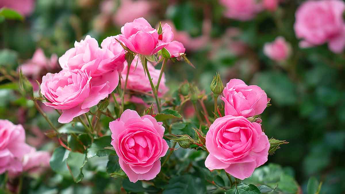 roses rose