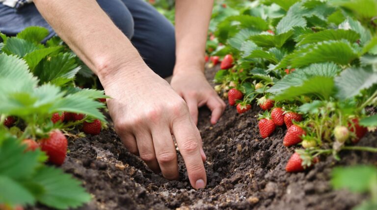 fraise d'été