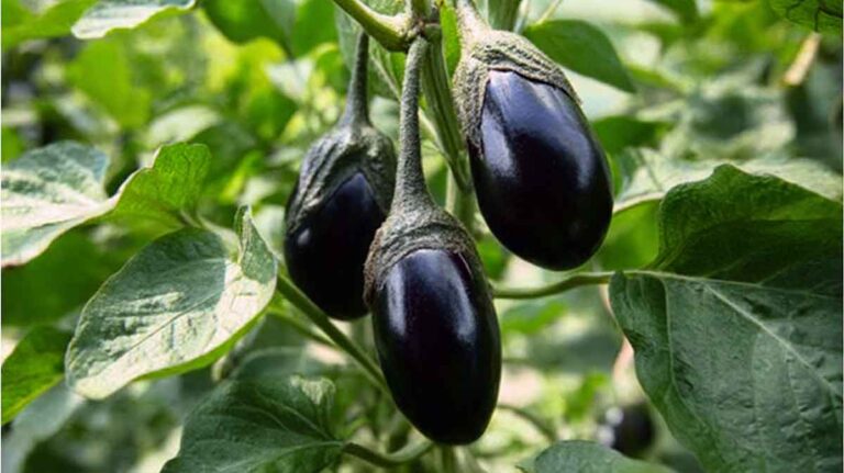 aubergines