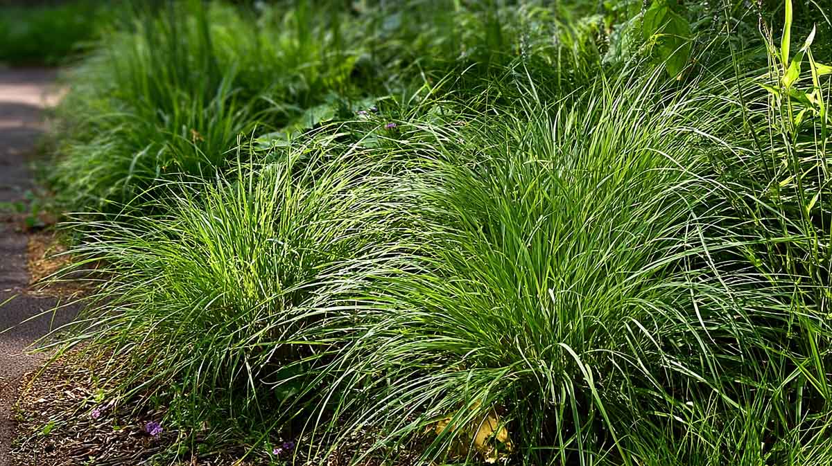 carex ou laîche