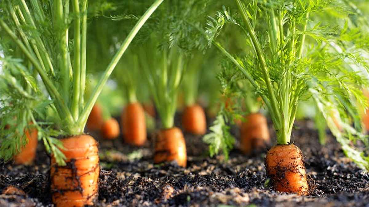 carottes saines potager