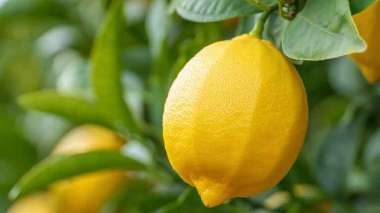 citron
