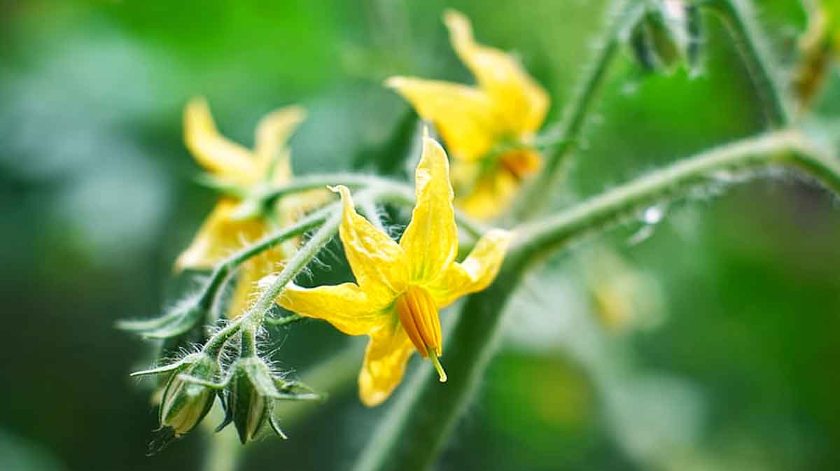 fleurs tomates