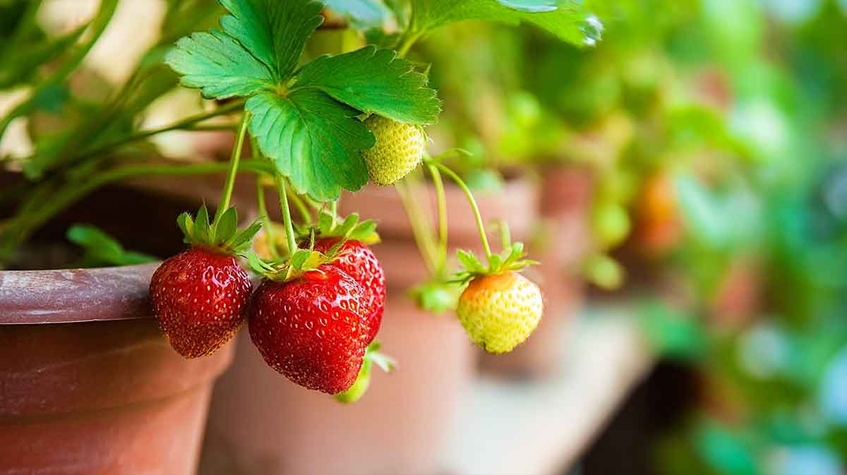 fraisier sur balcon