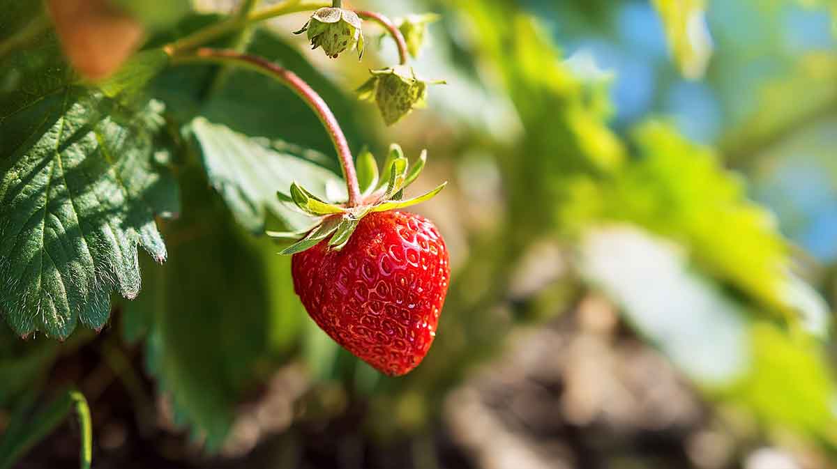 fraisier jardin