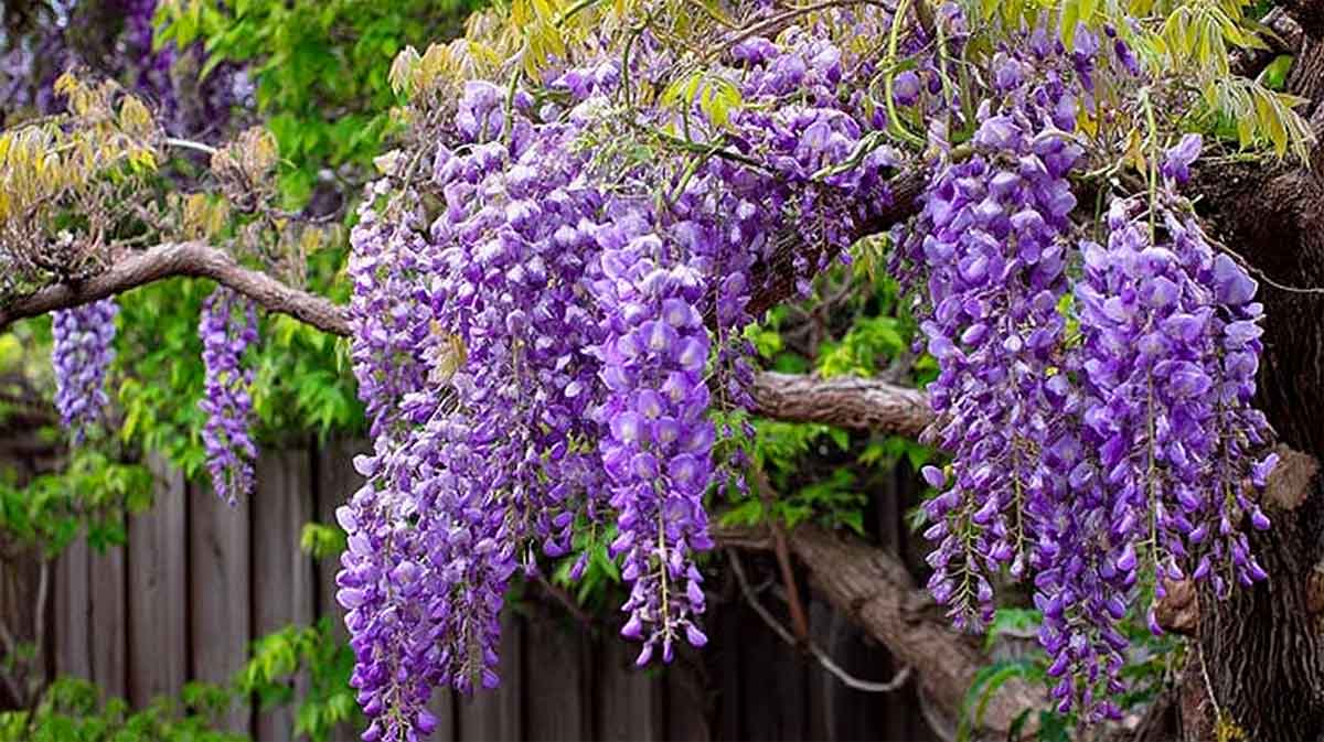 glycine