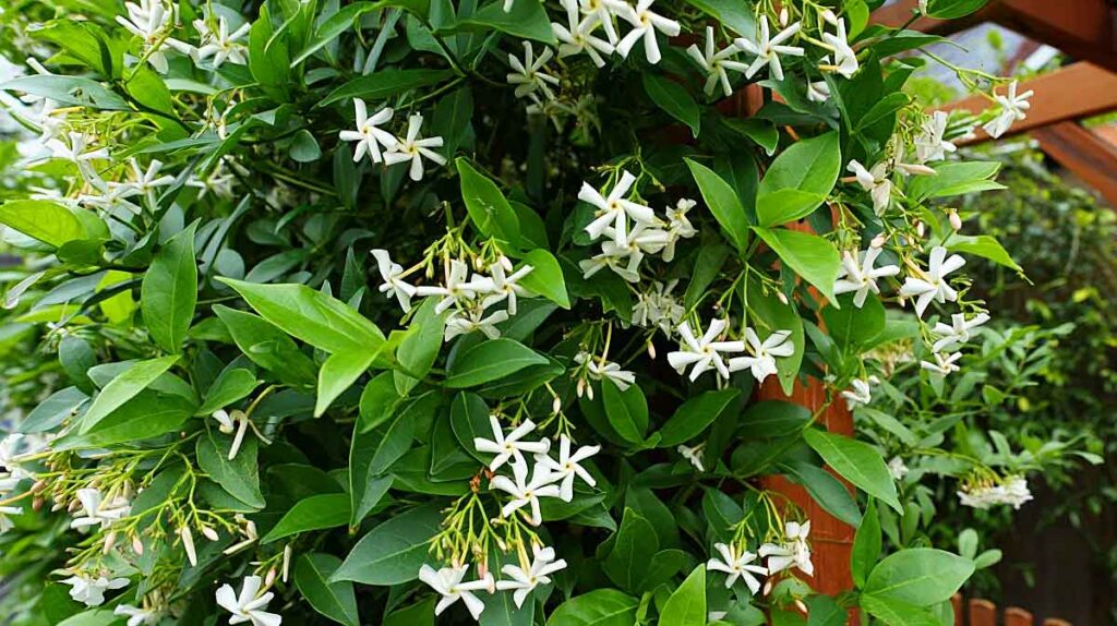 jasmin etoile
