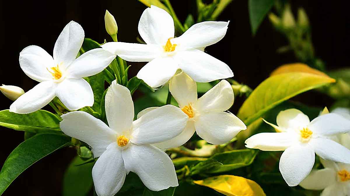 jasmin