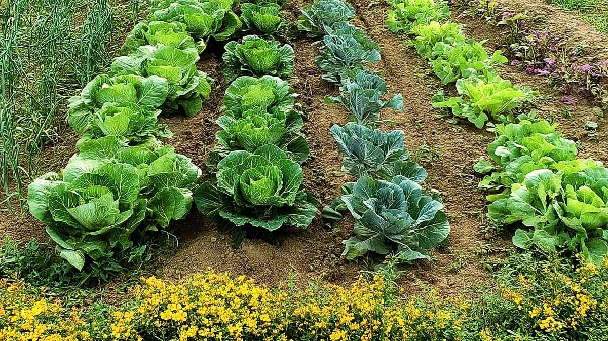 légumes feuilles