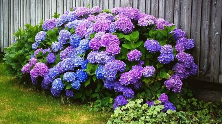massif hortensia