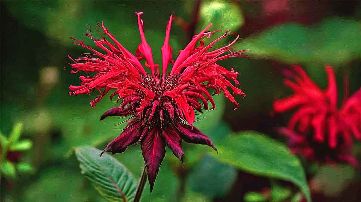 monarde