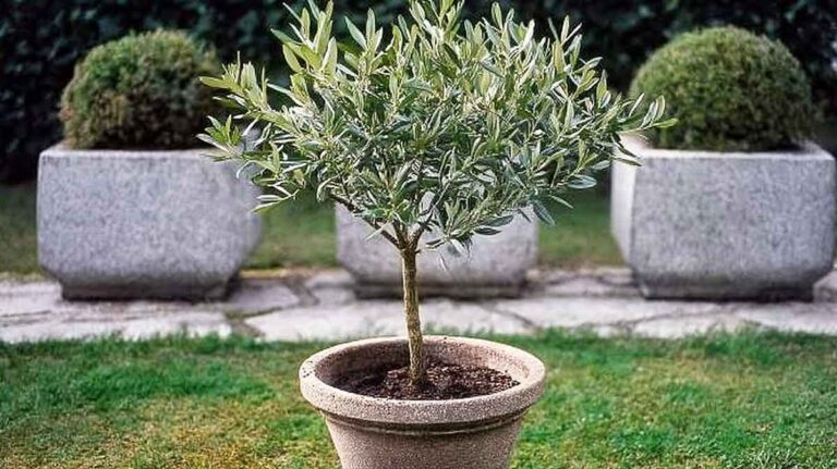olivier en pot