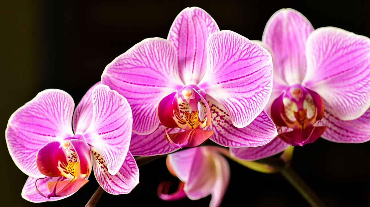 orchidees