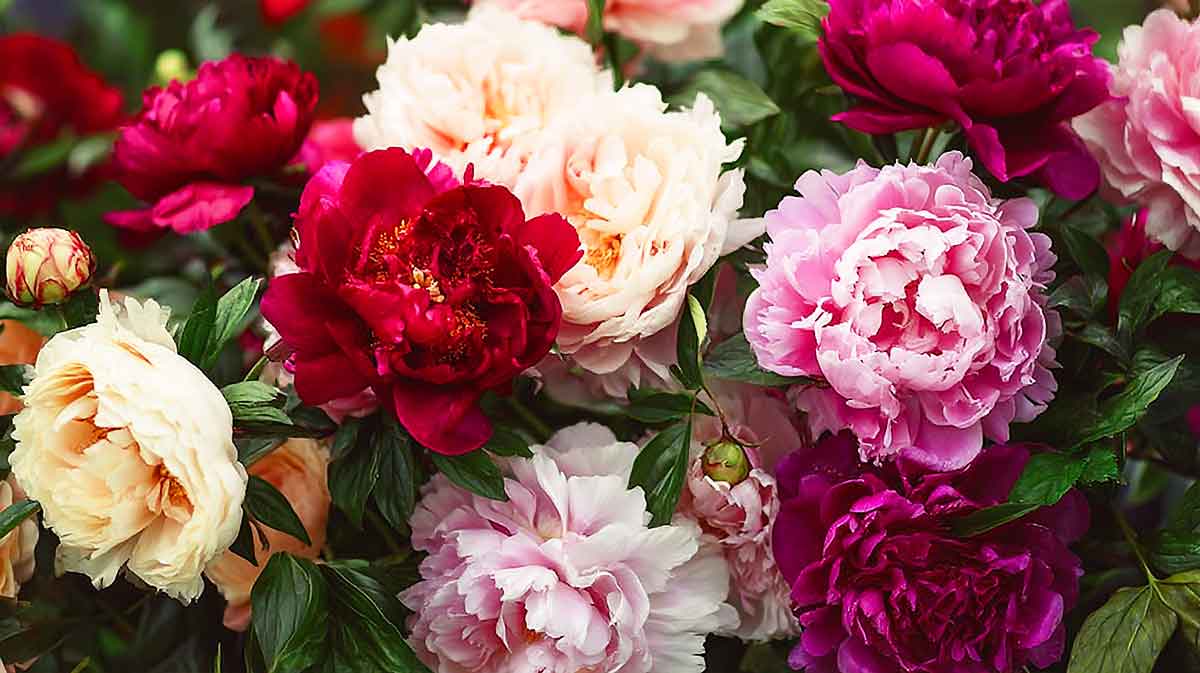 pivoines