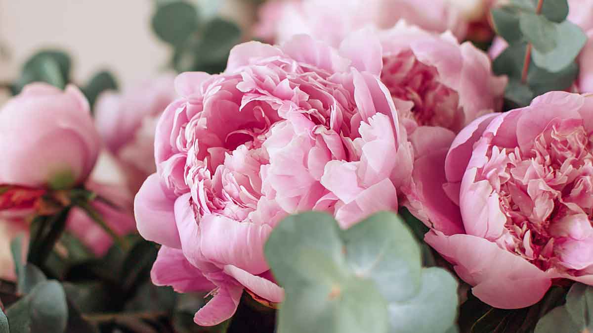 pivoines bouquet
