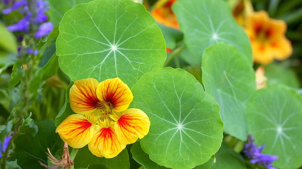 plantes compagnes