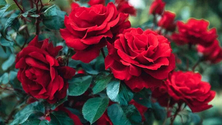 roses rouge