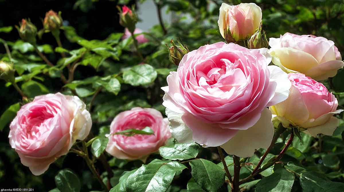 rosier sans pucerons