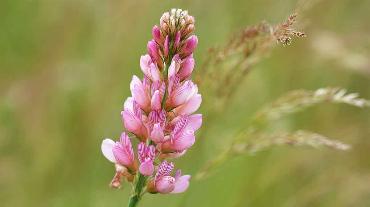 sainfoin
