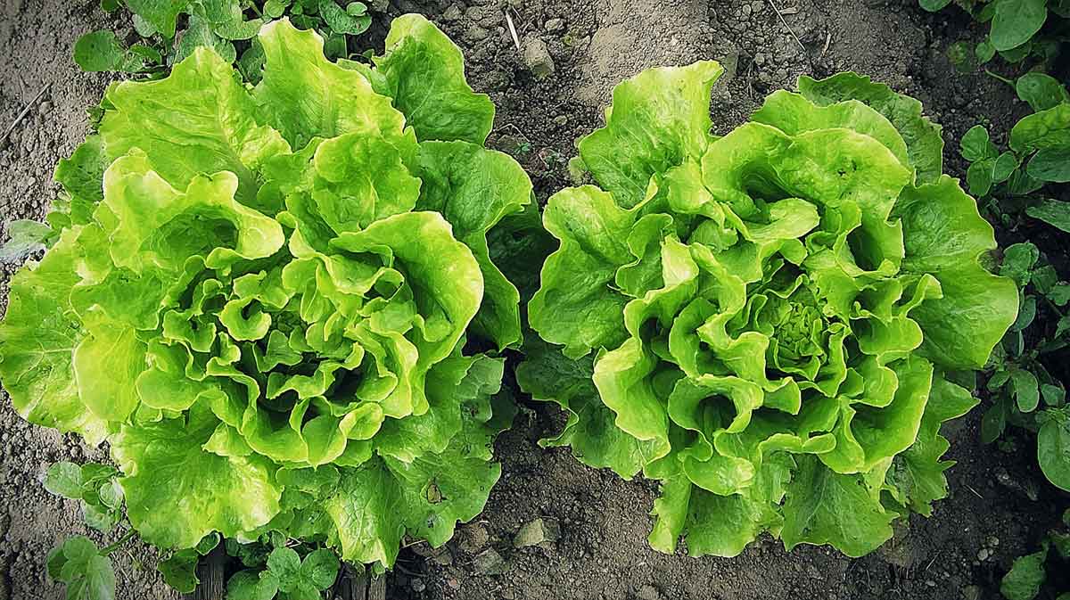 salade jardin