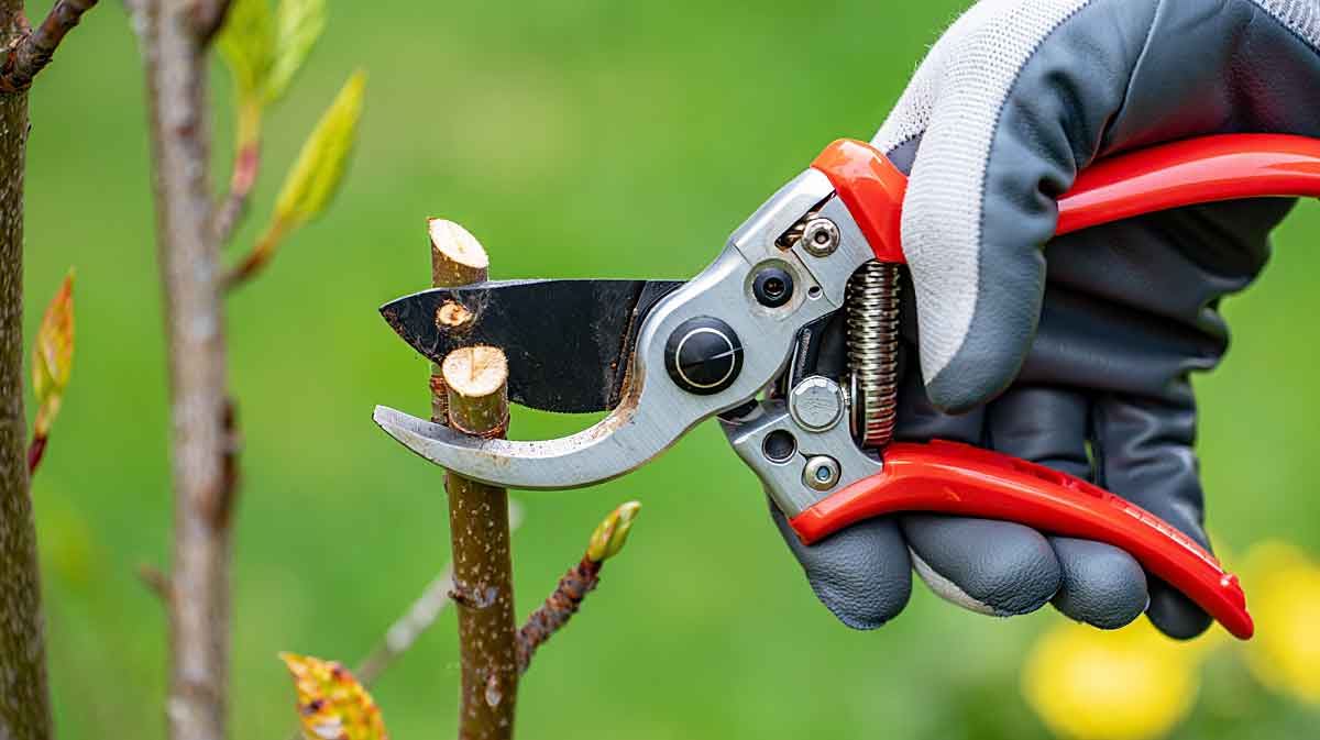 secateur