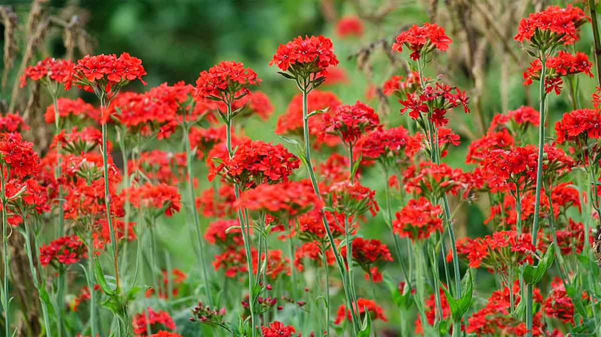 silene