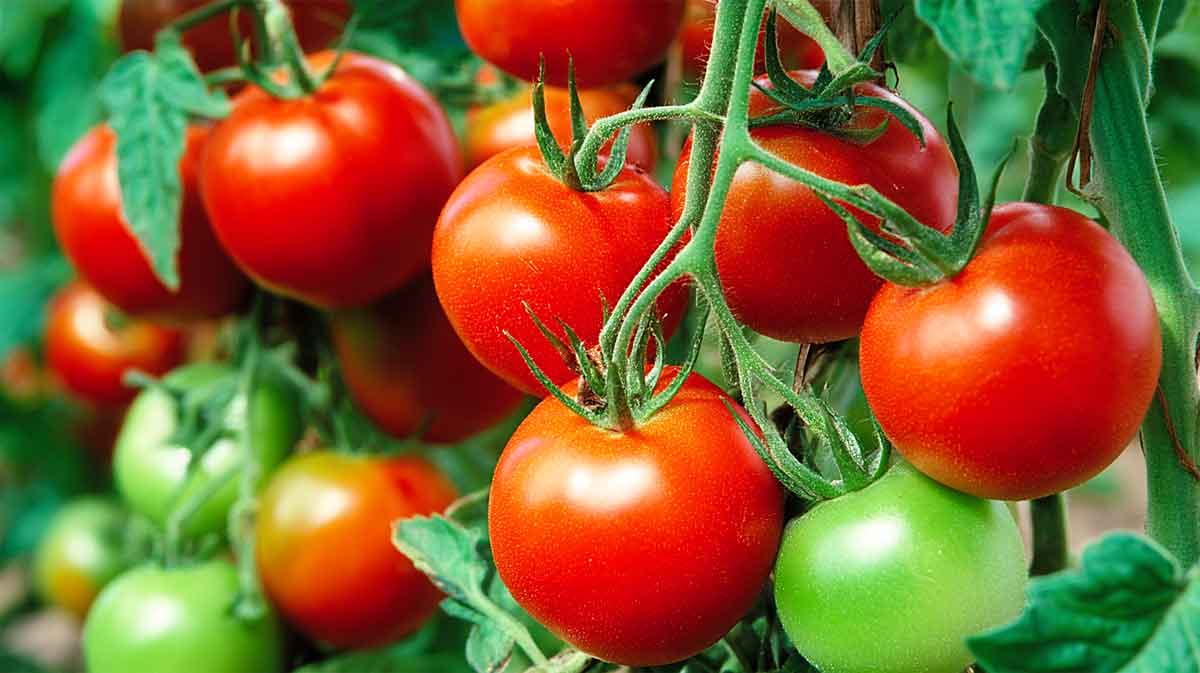 tomates rustiques