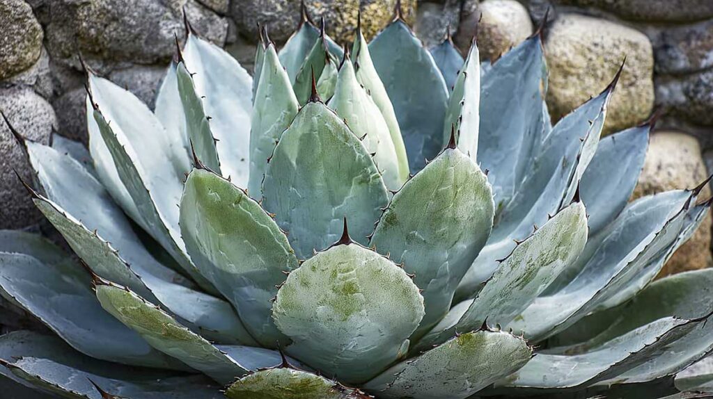 agave truncata