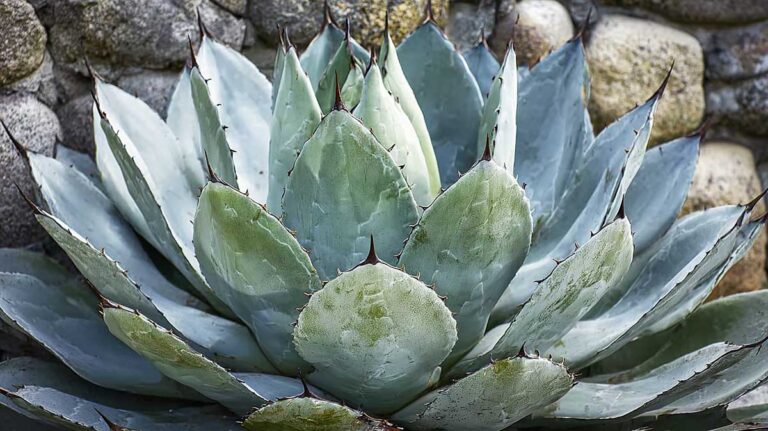 agave truncata