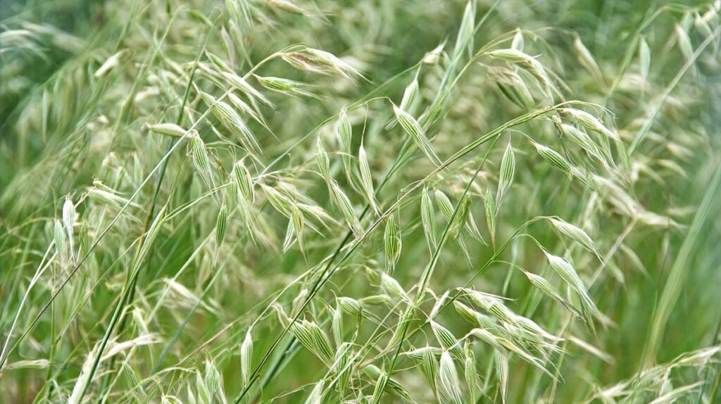 avena sterilis
