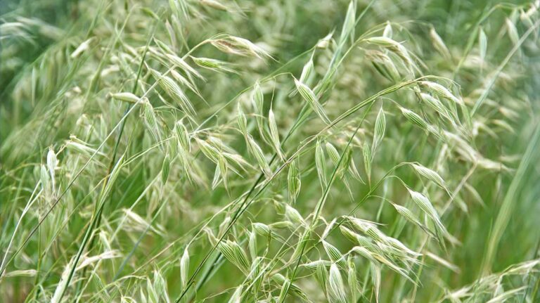 avena sterilis