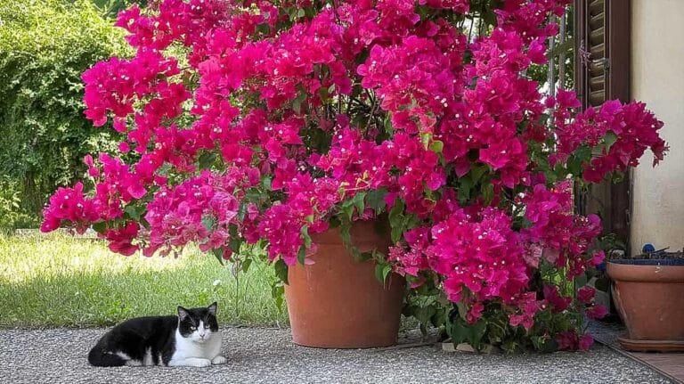 bougainvilliers pot