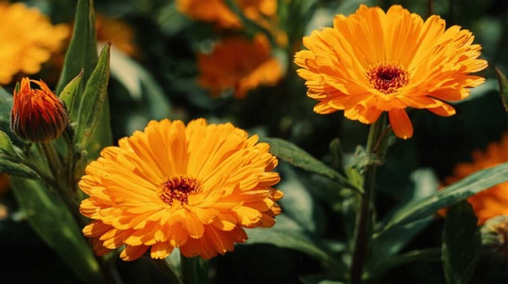 calendula