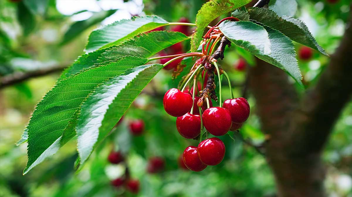 cerises