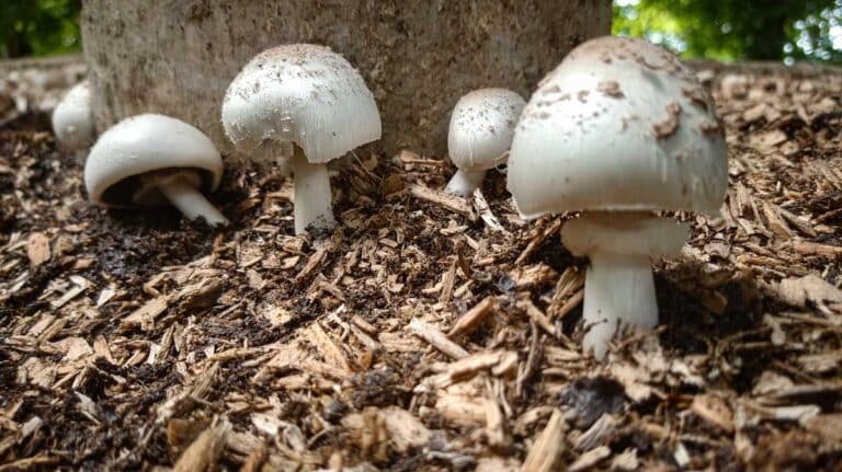 champignons