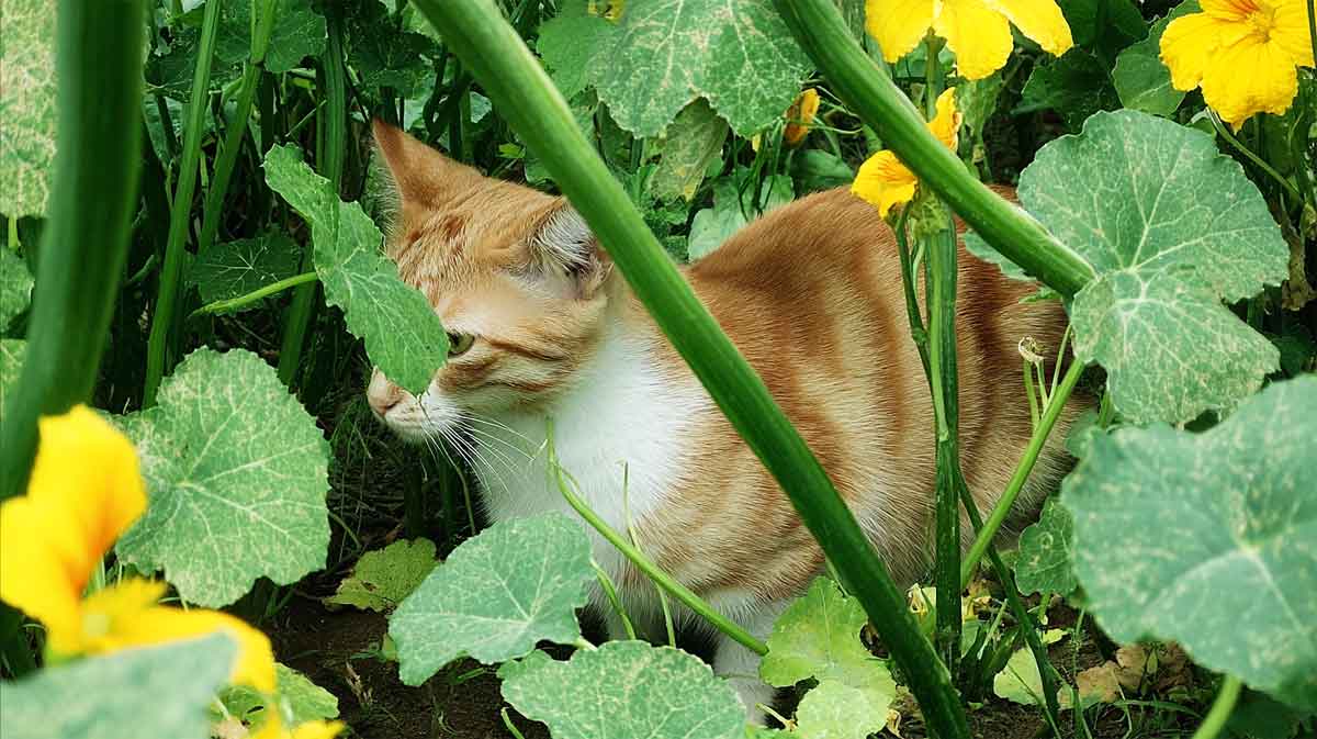 chat potager