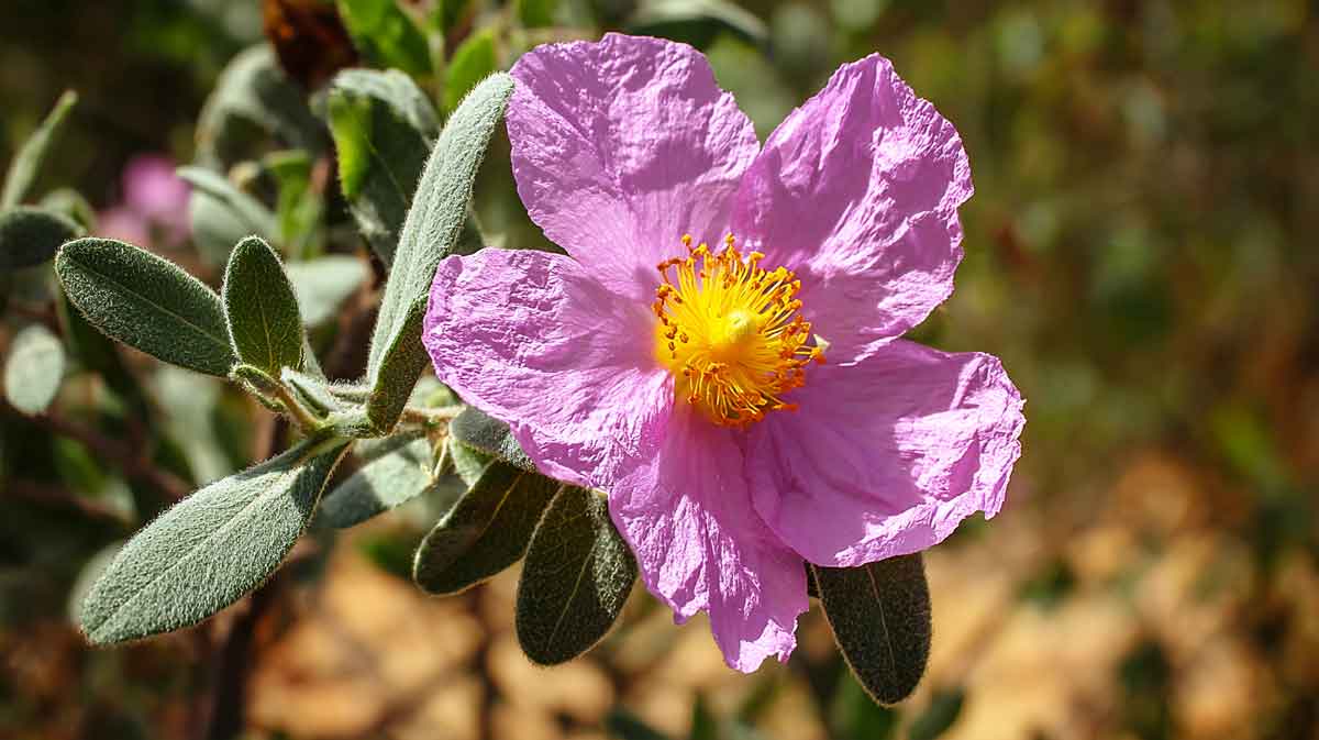cistus