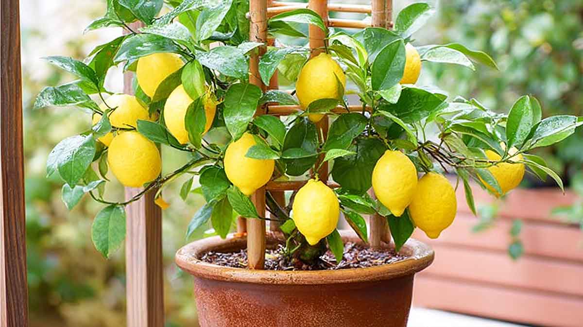 citronnier en pot