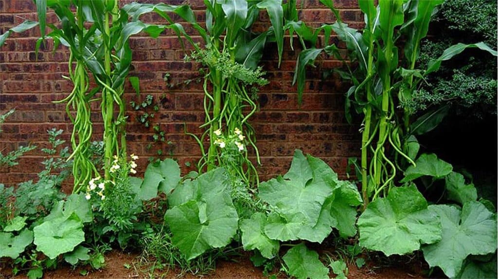 courge mais haricot