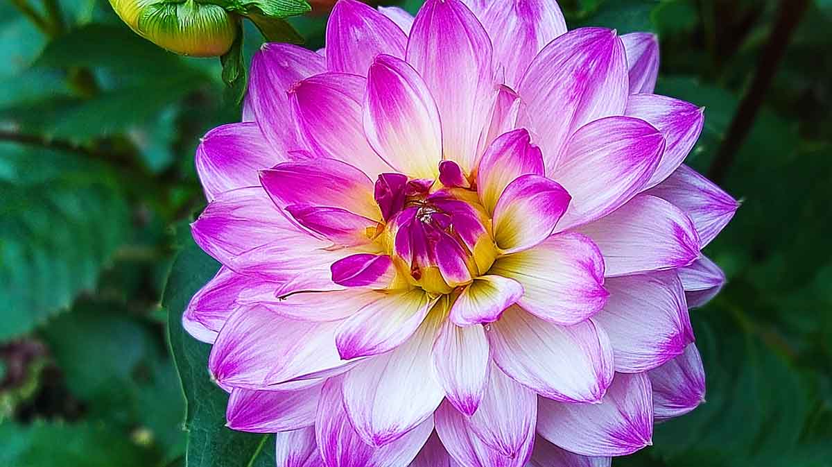 dahlia